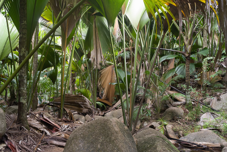 Jungle on Praslin